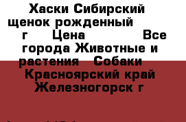 Хаски Сибирский (щенок рожденный 20.03.2017г.) › Цена ­ 25 000 - Все города Животные и растения » Собаки   . Красноярский край,Железногорск г.